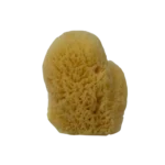 Bahamas Silk Sea Sponge