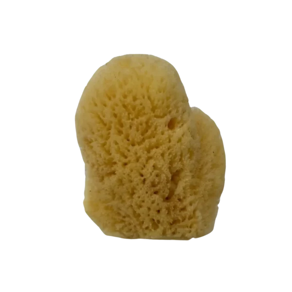 Bahamas Silk Sea Sponge