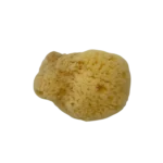 Bahamas Silk Sea Sponge
