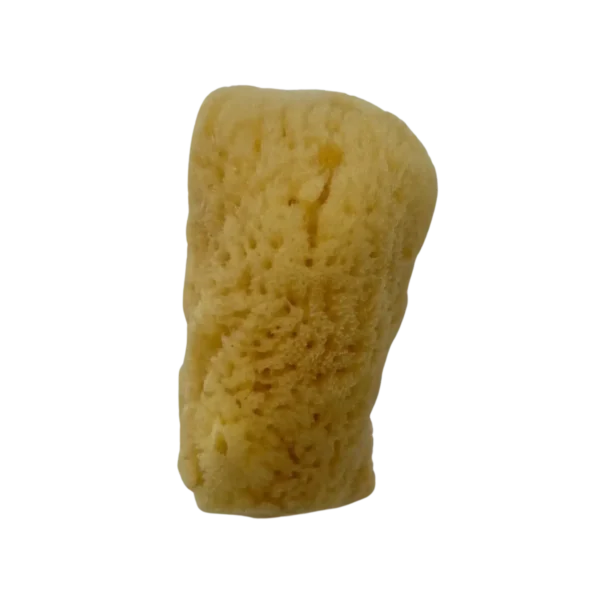 Bahamas Silk Sea Sponge