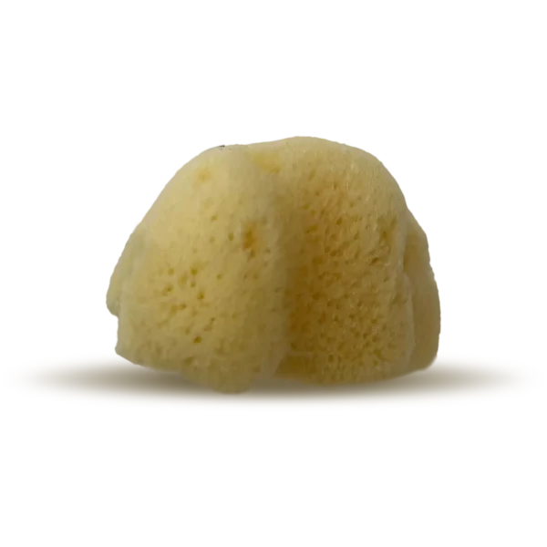 PACIFIC SILK SEA SPONGES
