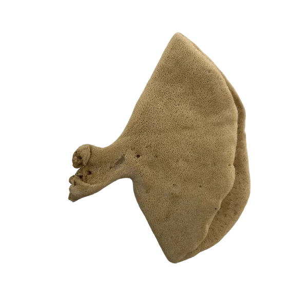 Elephant Sea Sponge Elephant Sea Sponge