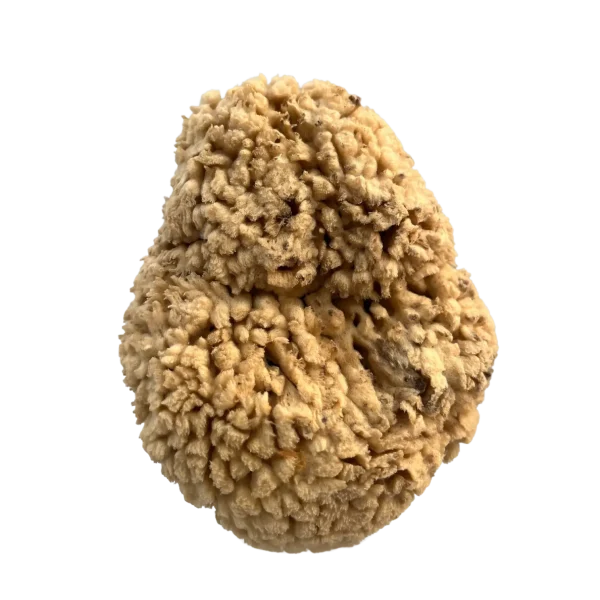 Wool Sea Sponges Wool Sea Sponges