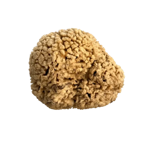 Wool Sponges 4 Wool Sponges 4