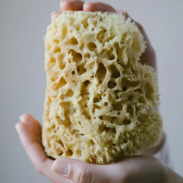 sponge care sponge care